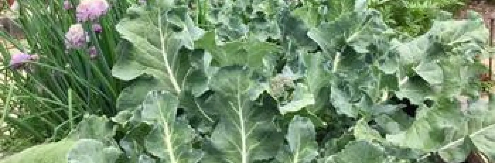 Broccoli and chives plants thrive in amended soil
