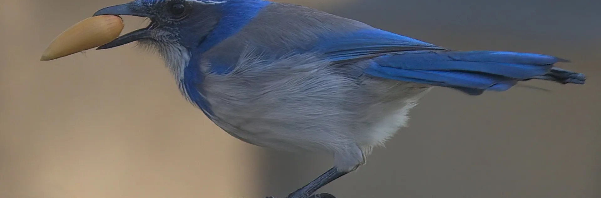 California Scrub Jay with Acorn, Richard Brown