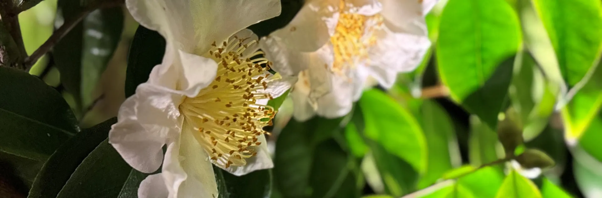 Camellias blooming in partial shade