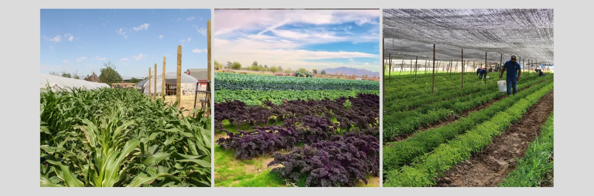 Farm fields growing a diverse selection of crops representing business operations served by the food business center.