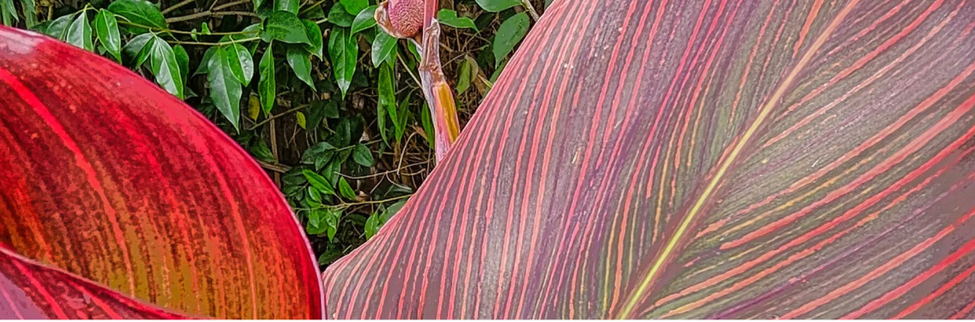 banner photo of canna leaves
