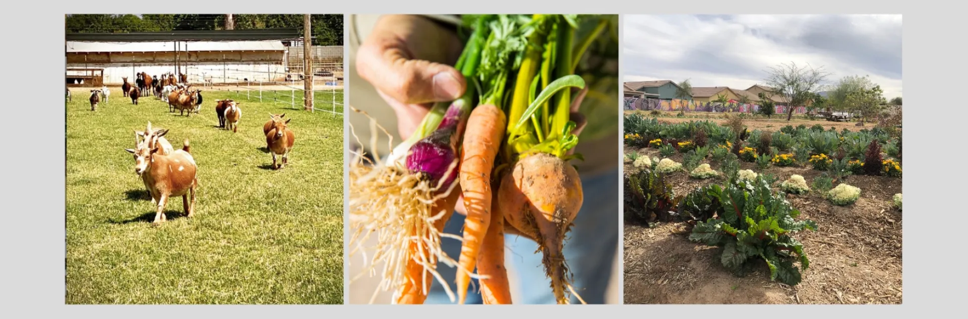 Three farm businesses representing the diverse client mix of the Southwest Regional Food Business Center