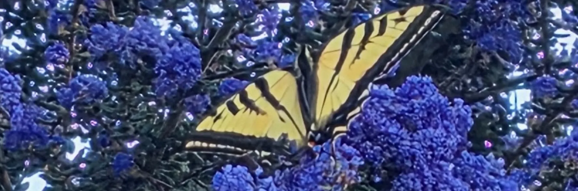 Dark purple blue Ceanothus with a yellow butterfly resting on it.