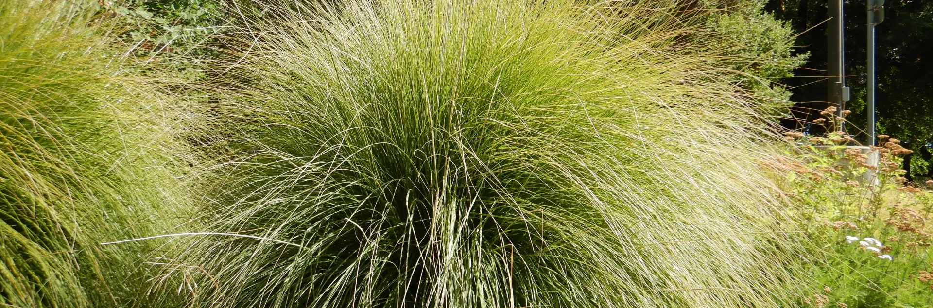 Deergrass, Muhlenbergia rigens