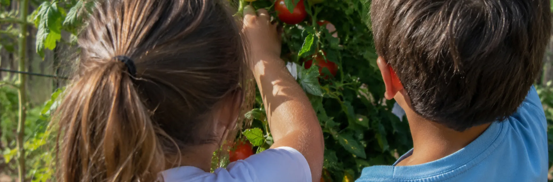 Children harvesting tomatoes