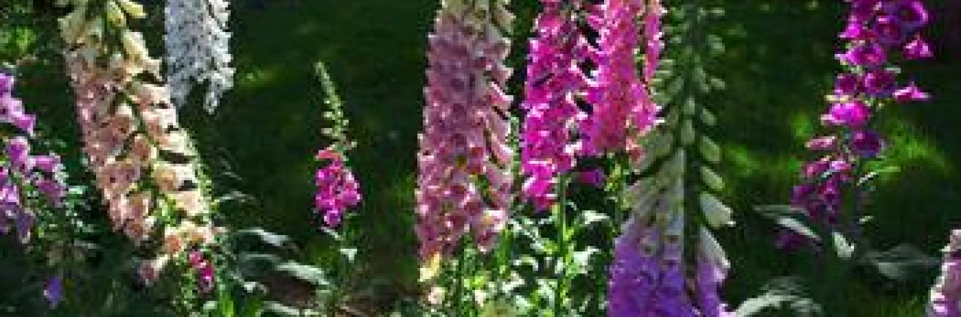 Foxglove (Digitalis) plants in bloom