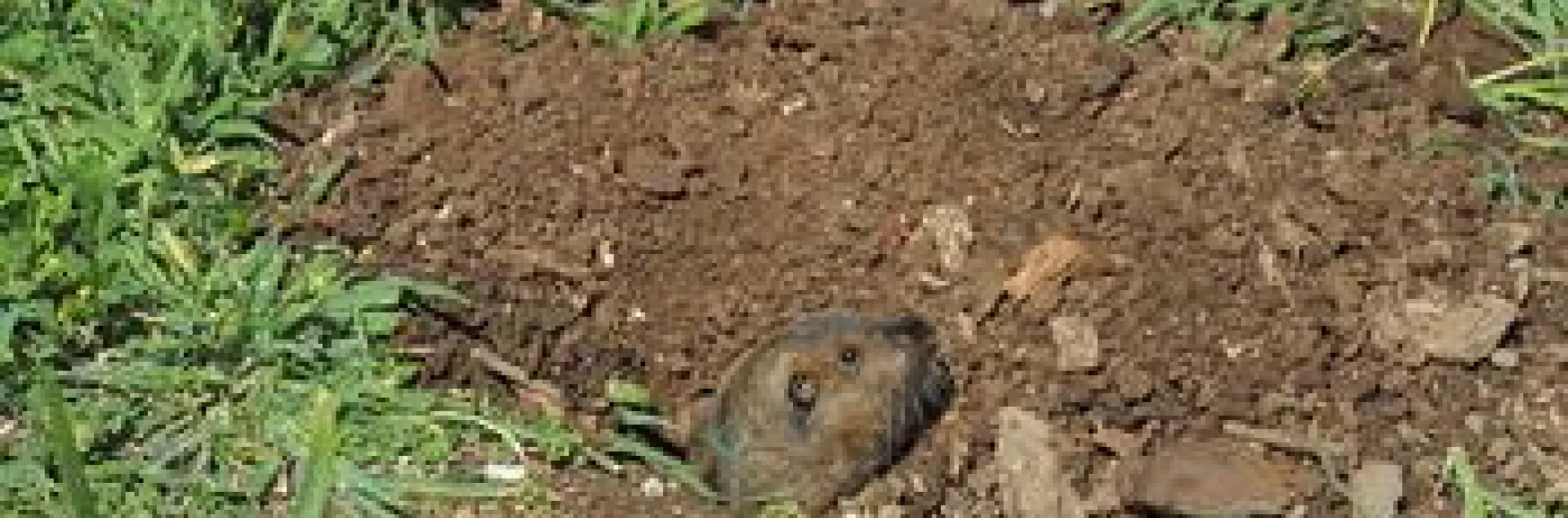 Gopher looking out from its burrow