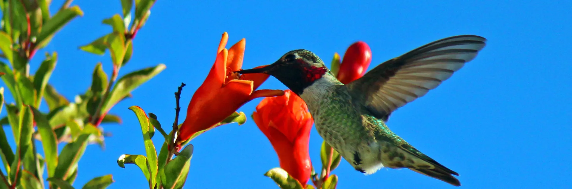 Green, while and red humming bird at a red flower on a blue background