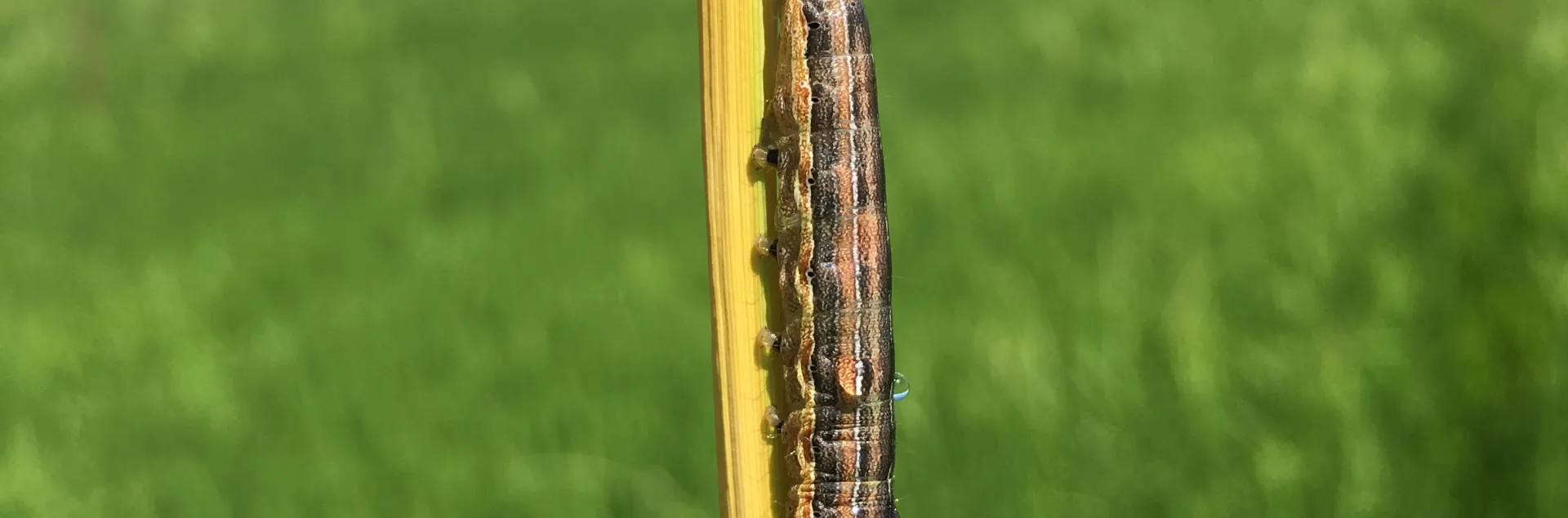 a finger holding a rice leaf with an armyworm clinging to it.