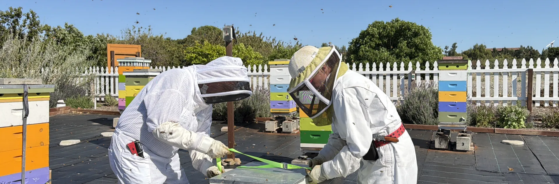 Dos pesonas vestidas con traje de protección blanca preparan una caja para poner en el apiario.
