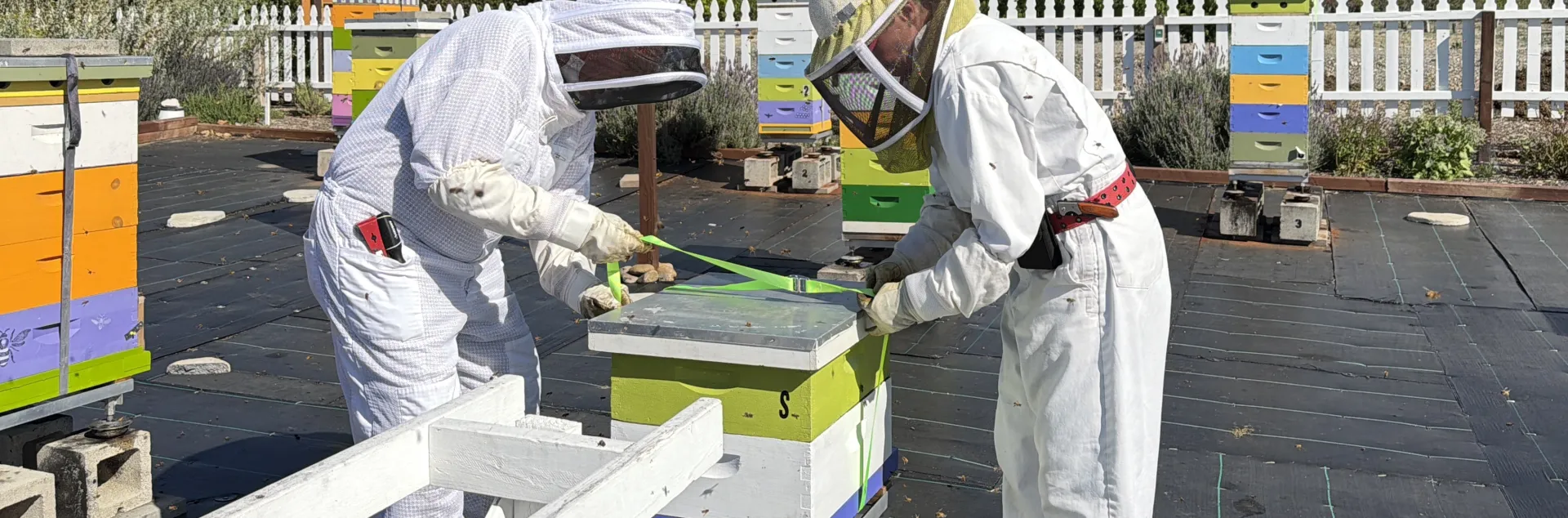 Dos pesonas vestidas con traje de protección blanca preparan una caja para poner en el apiario.