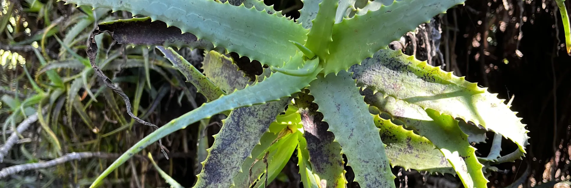 Minor aloe thrips damage on Aloe arborescens plant