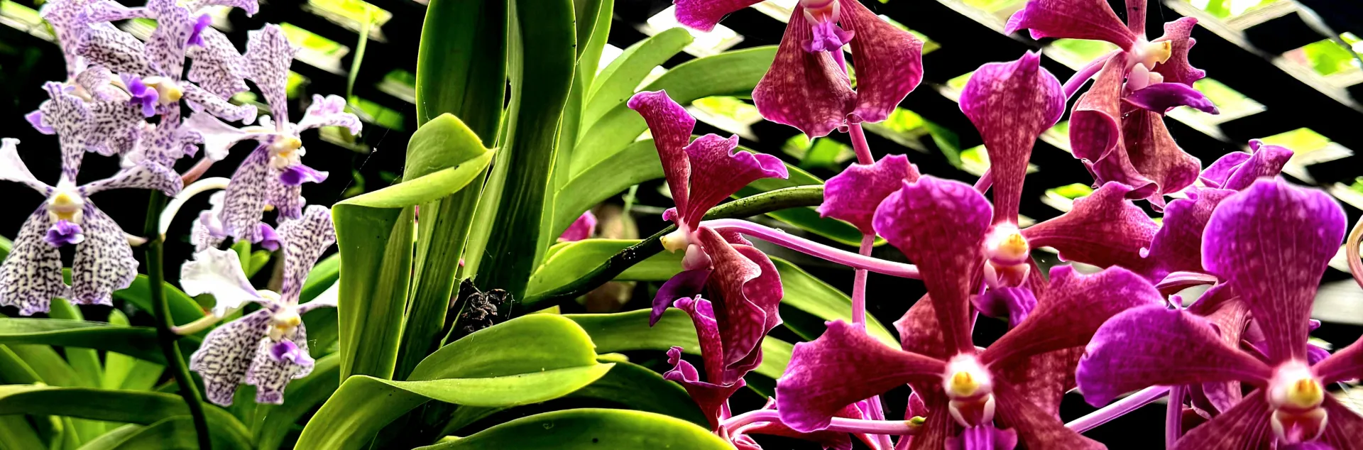 Close up of two orchids, one magenta and one white with purple specks