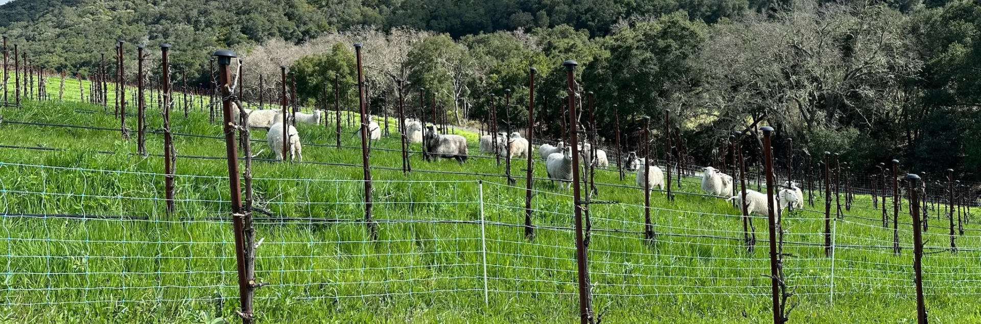 A vineyard with sheep grazing