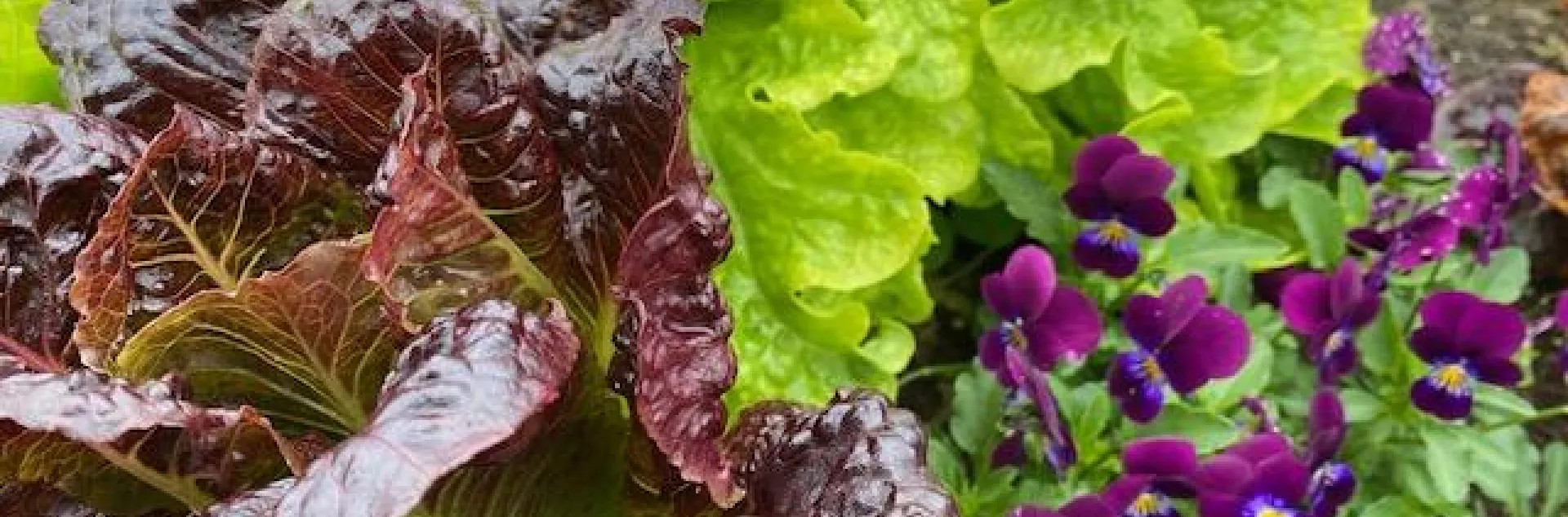 Green and red lettuce leaves along with some purple flowers