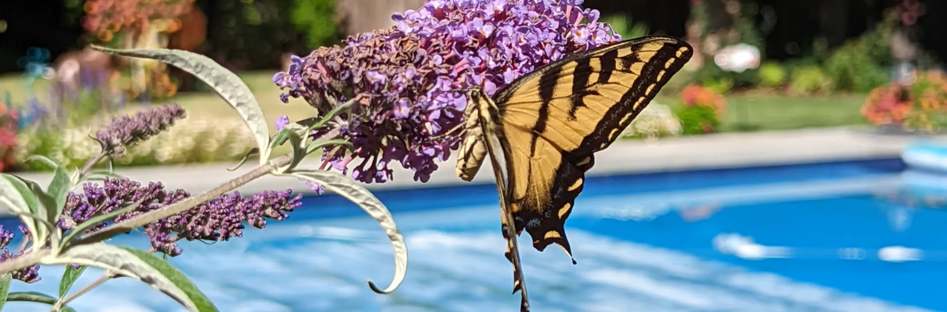 Swallowtail butterfly on a butterfly bush flower near a swimming pool.