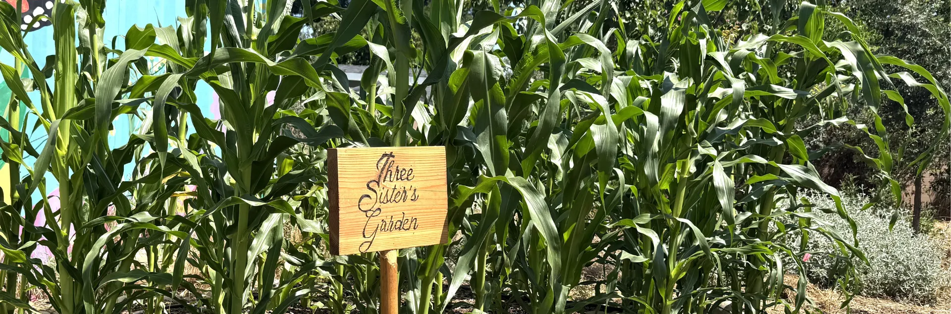 High stalks of corn in a garden with a wood sign that reads: Three Sisters Garden