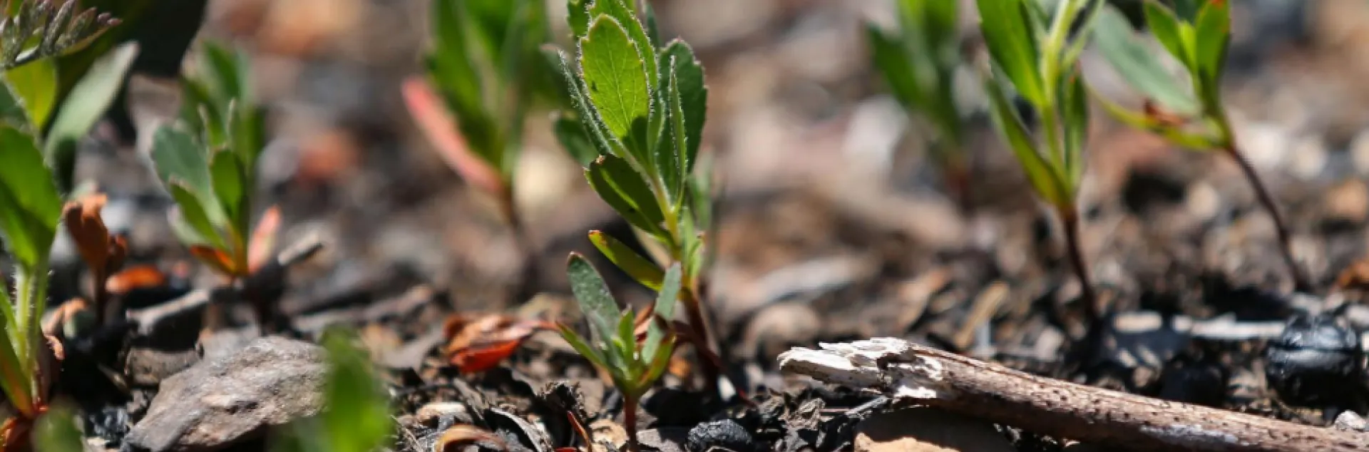 New manzanita growth sprouts breaking ground