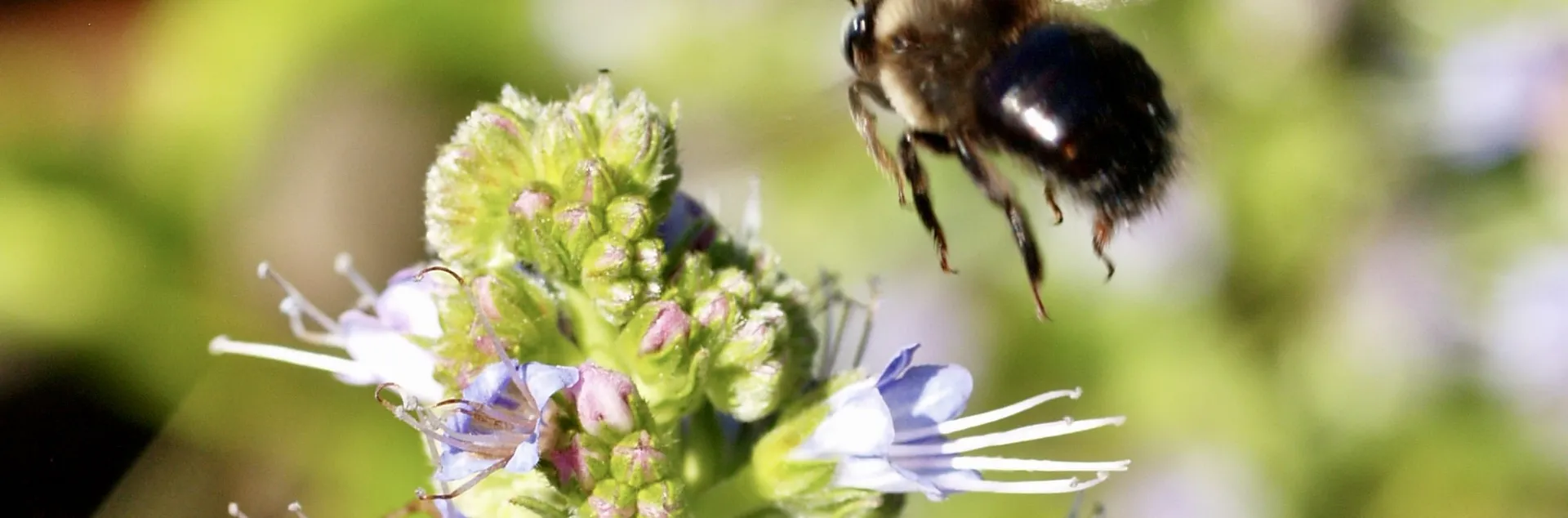 Honeybee landing on a small flower