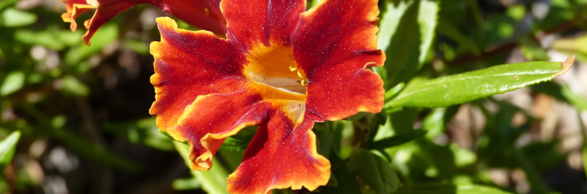 Photo of red and yellow monkeyflower with green foliage