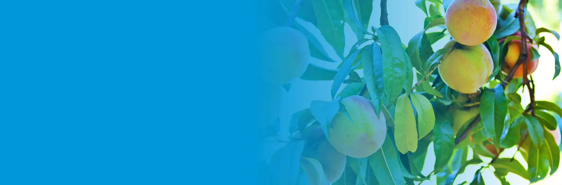 Peaches on a tree with a blue gradient overlay
