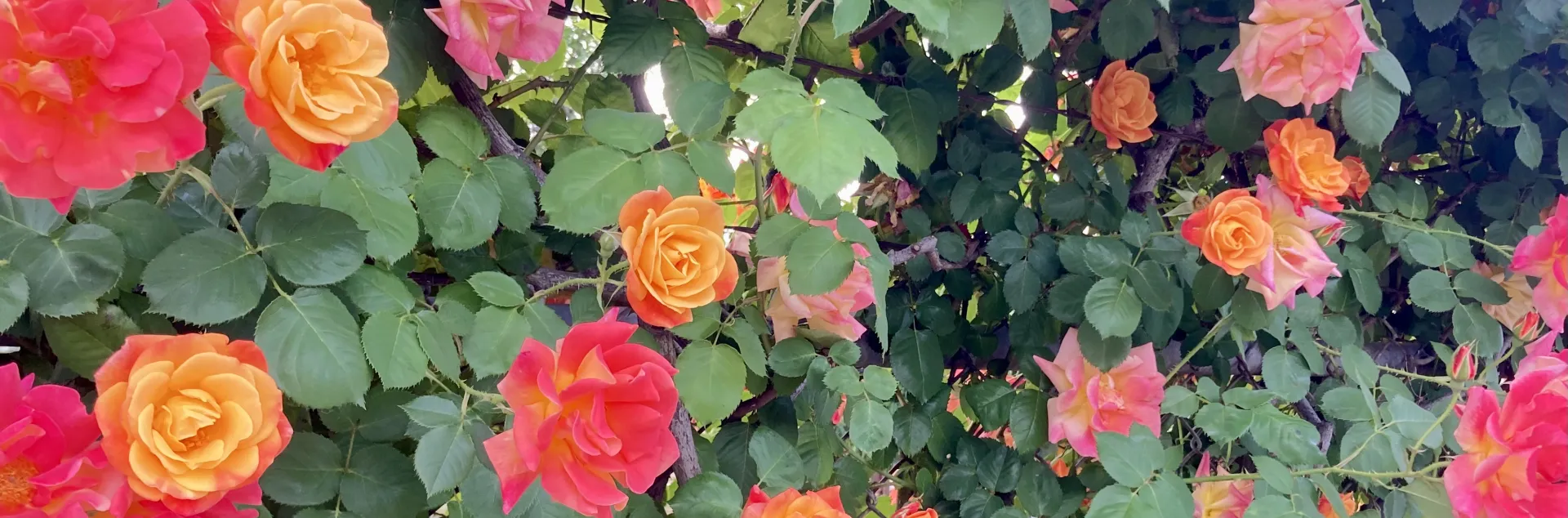Red and orange climbing roses