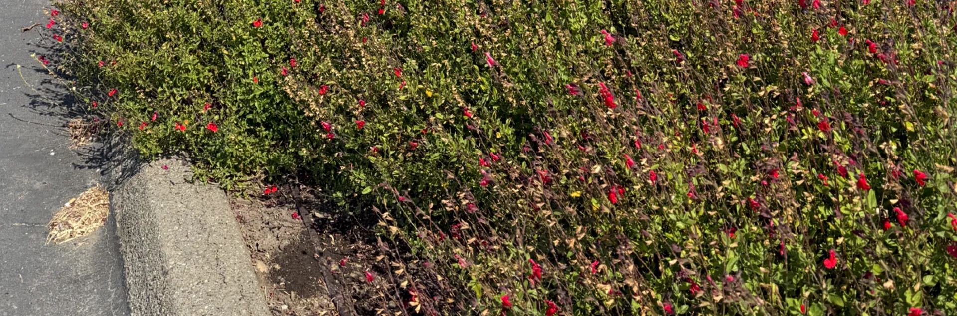 Salvia Greggii loses some of its leaves as it slows down heading into summer