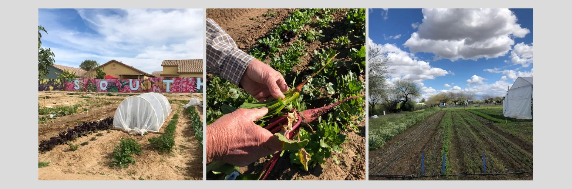 Three farms representing the diverse client mix of the Southwest Regional Food Business Center