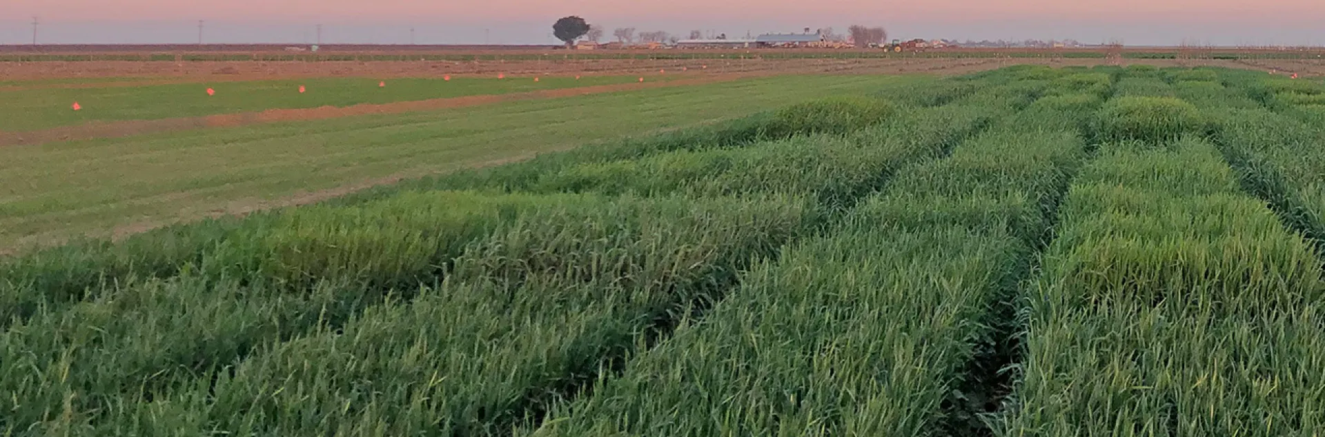 Warm colors of the horizon sky above green fields of winter grain crops
