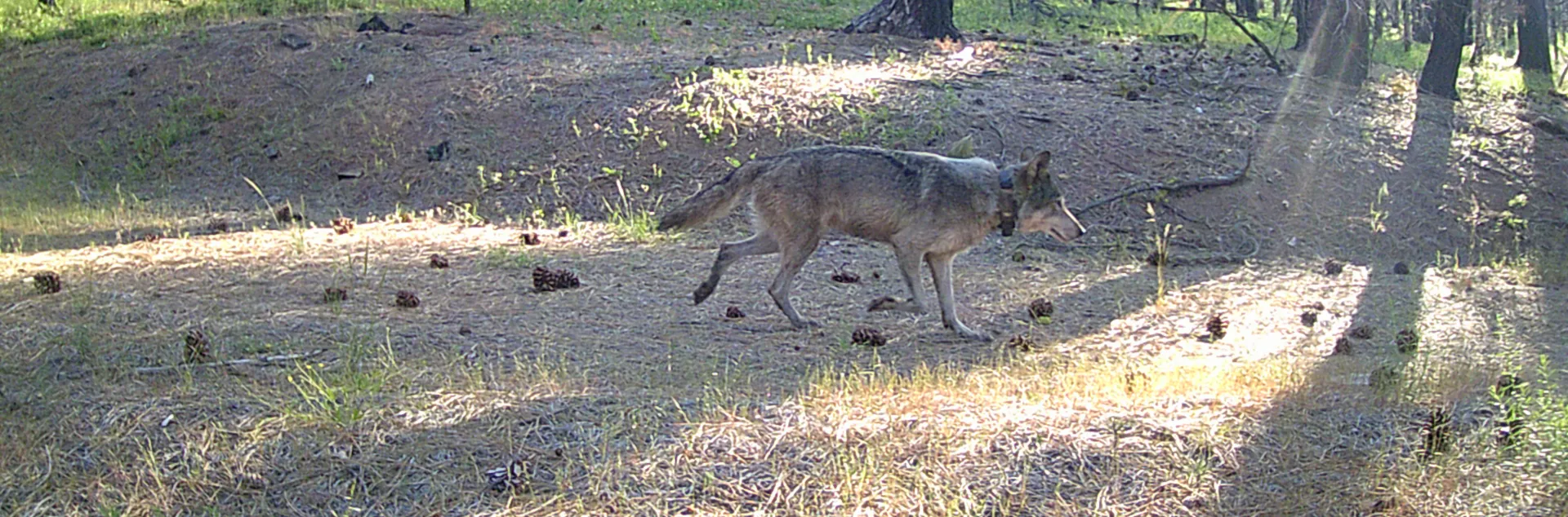 Gray wolf walks through a clearing in the woods, as seen on a game camera