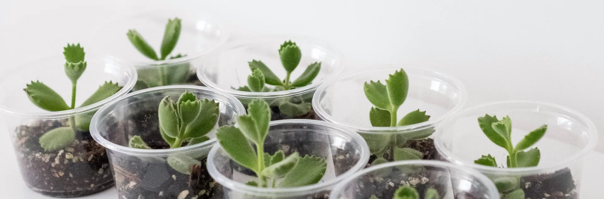 Small plastic cups with succulent cuttings for propagating