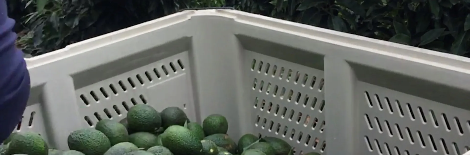 avocado bin