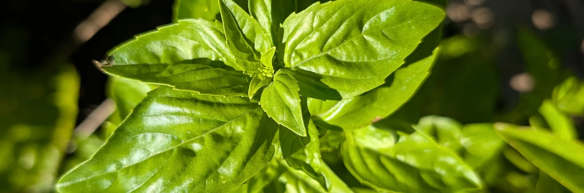 tips for growing basil in Sonoma County