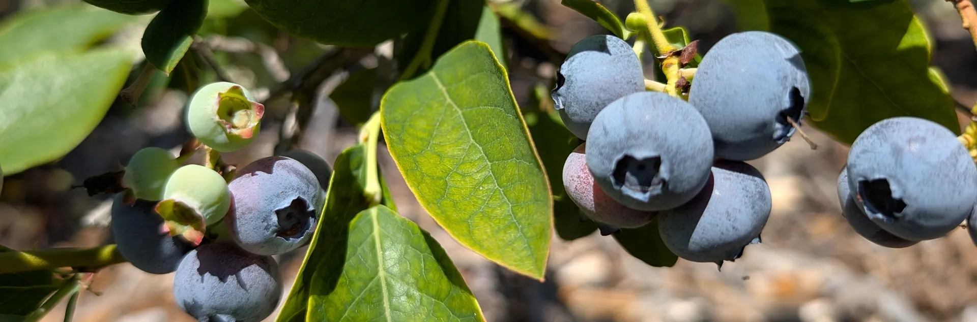 Tips for growing blueberries in Sonoma County