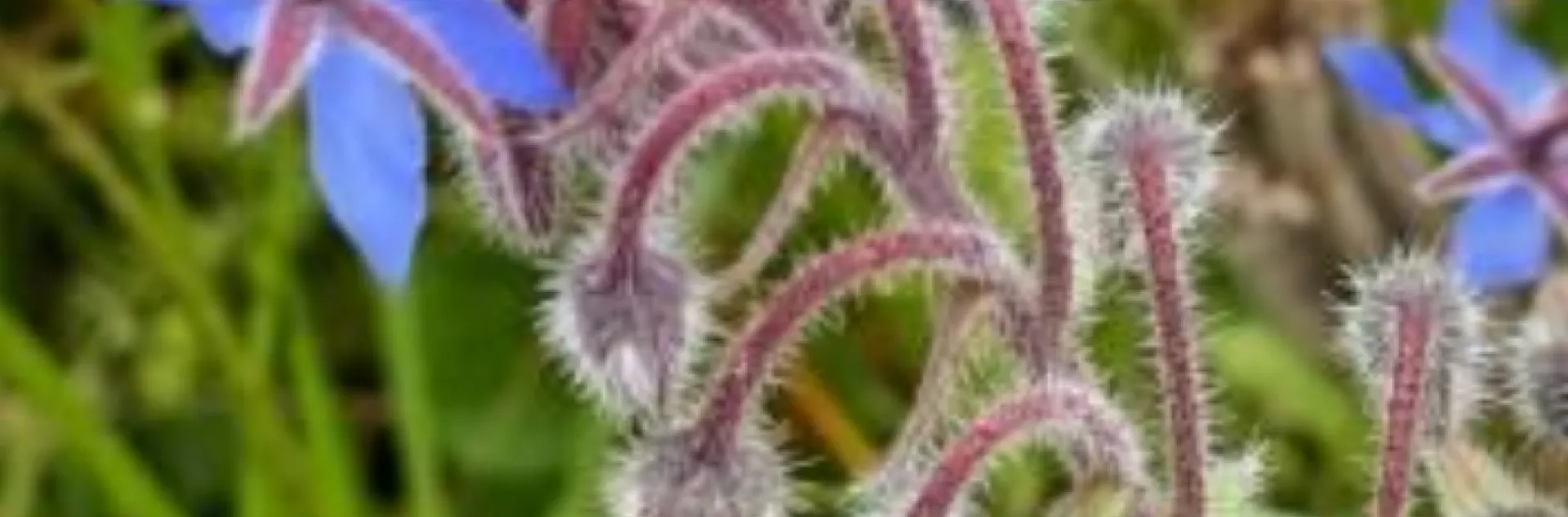 borage stem with buds and flowers