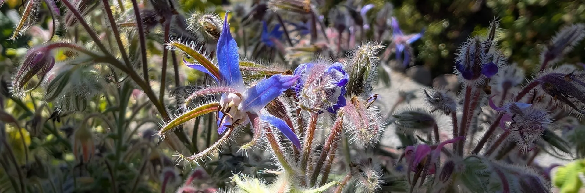 borage flower growing in Sonoma County garden