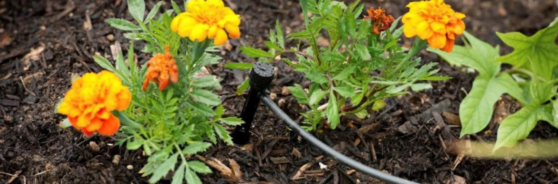 calendula planted with drip irrigation tubing