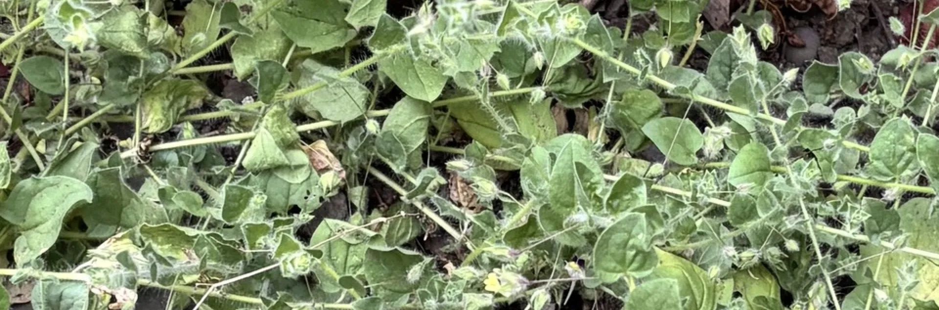 Cancerwort plant
