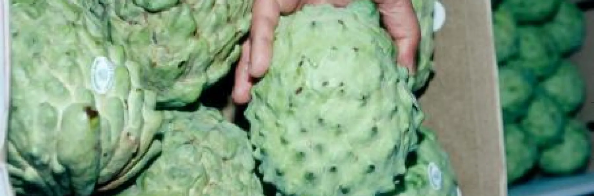 cherimoya