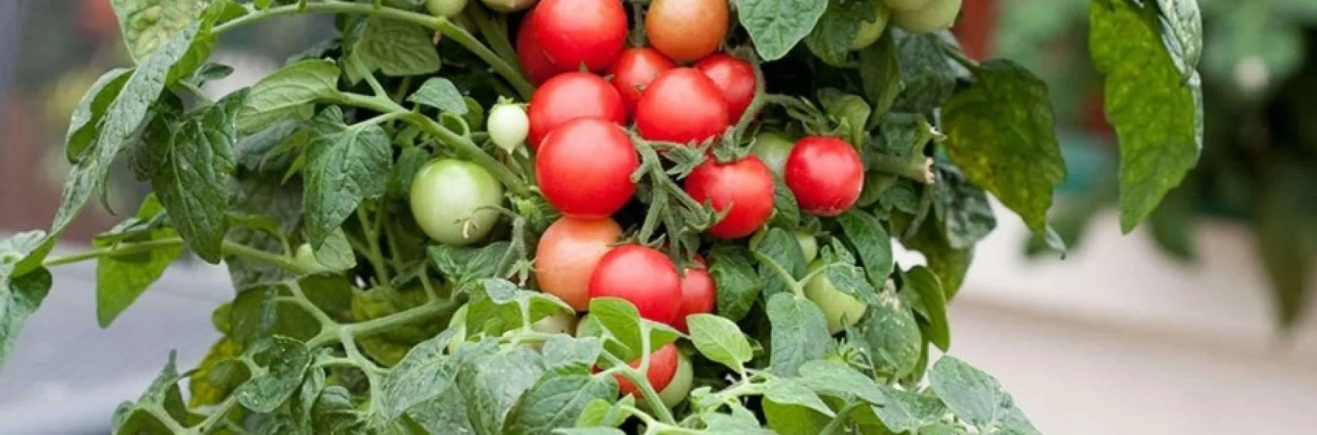 cherry tomato plant with tomatoes