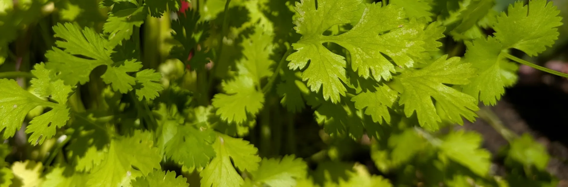tips for how to grow cilantro in your garden