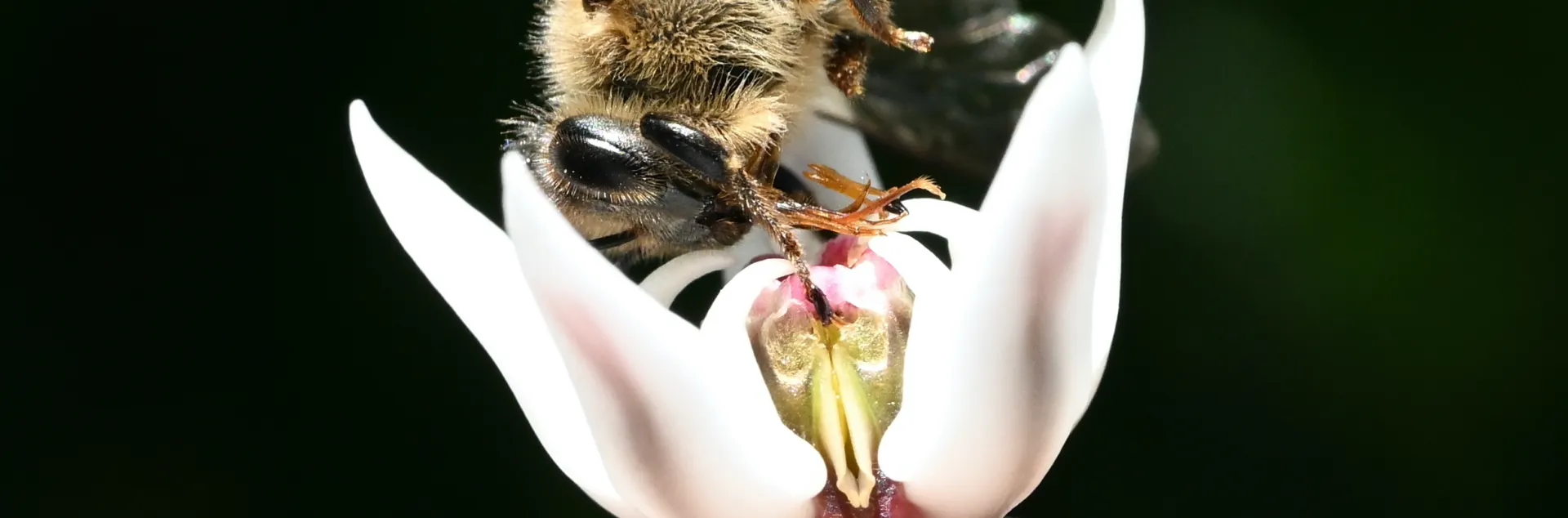 A dead honey bee in a showy milkweed on the UC Davis campus. (Photo by Kathy Keatley Garvey)