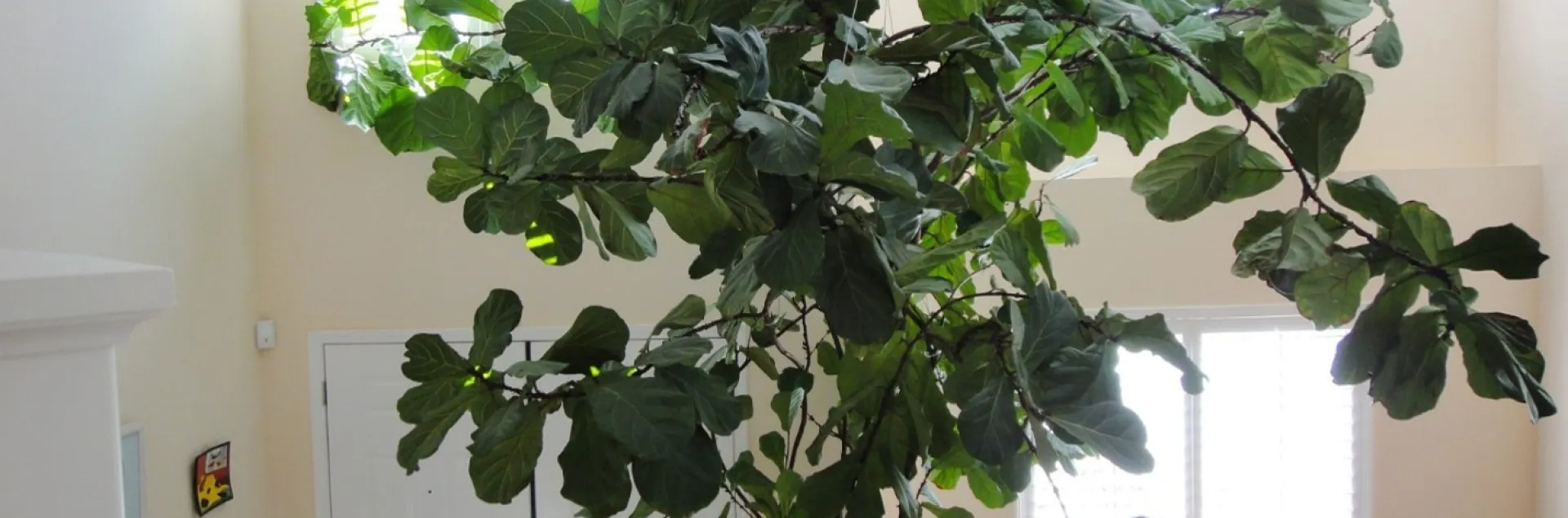 fiddle-leaf fig plant in a pot