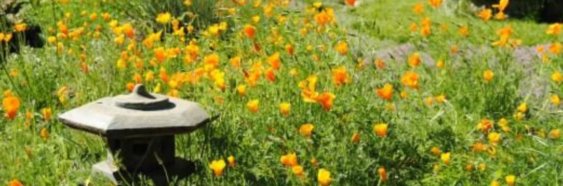 field of poppies in a garden