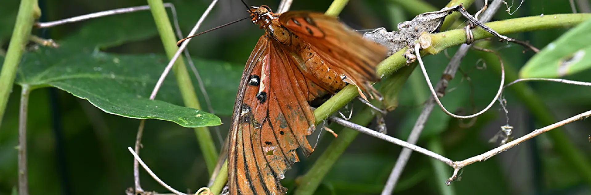 Tattered Gulf Fritillary on Passiflora. Its last flight.