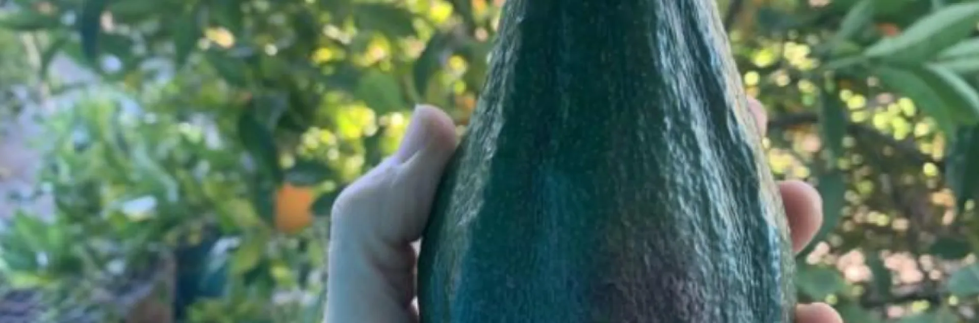 hand holding a green avocado