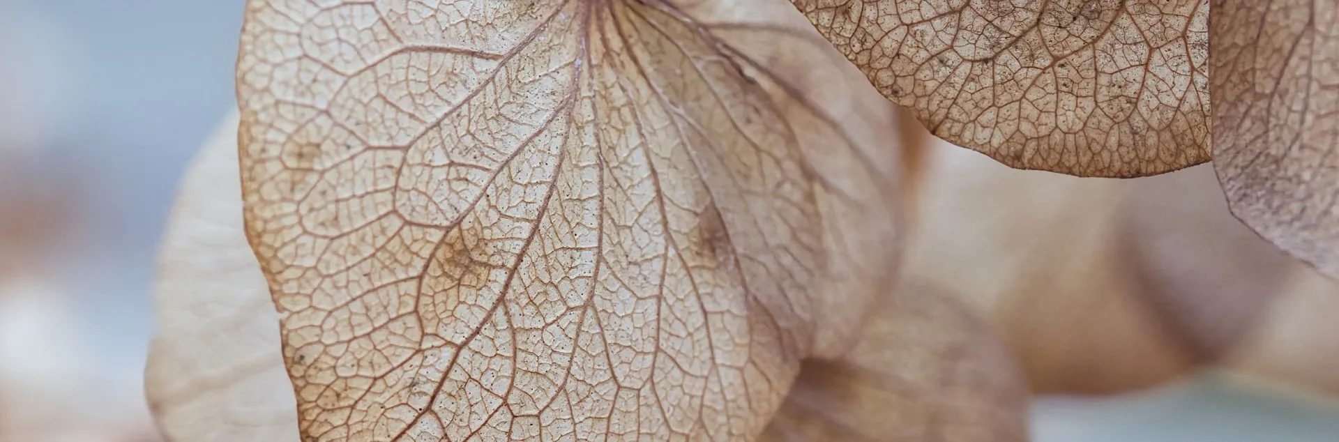 Brown leaves on a plant
