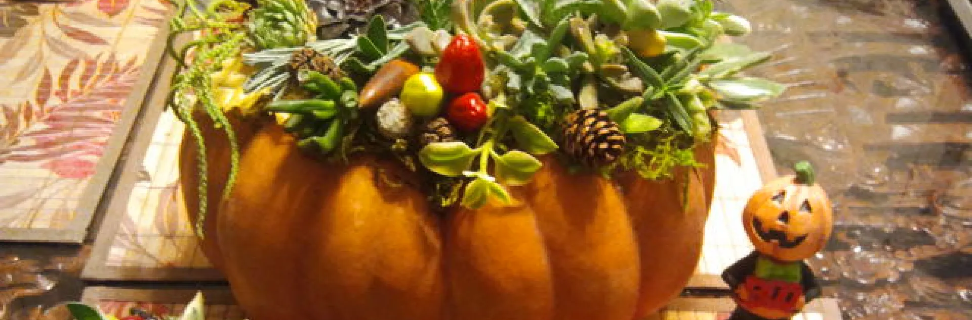 pumpkin with succulents on top
