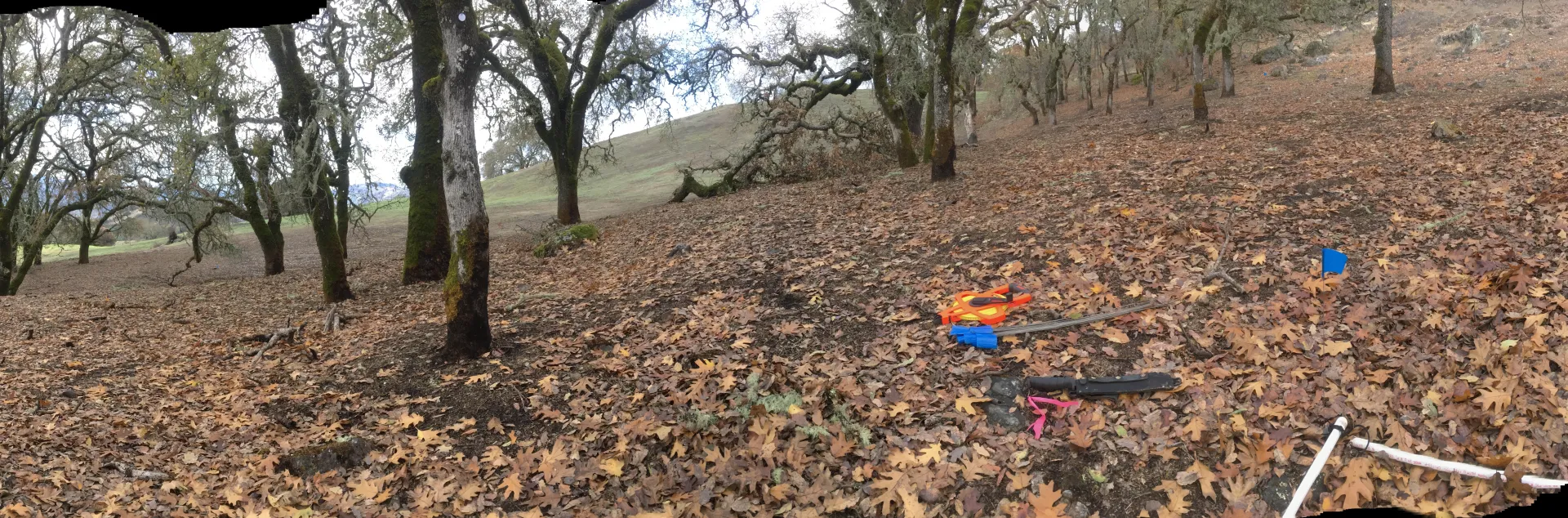 Oak woodland that has been burned at low severity.