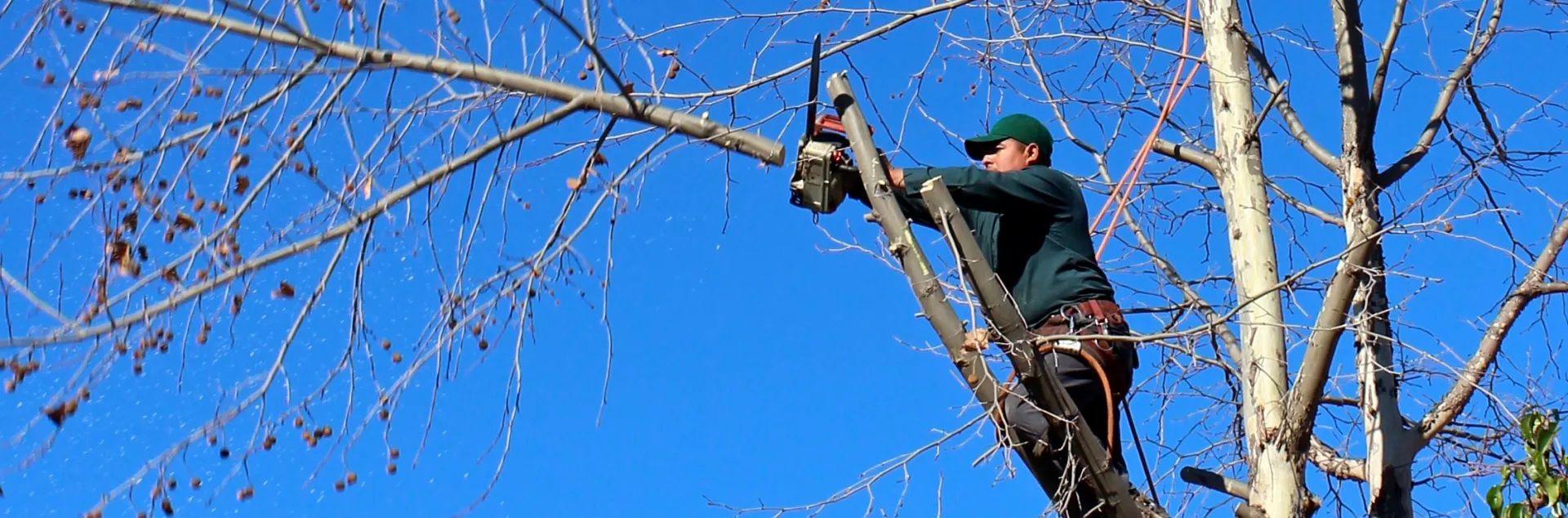 Arborist removing a branch high in the canopy of a tree.